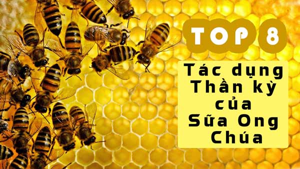 Tác dụng thần kỳ của sữa ong chúa