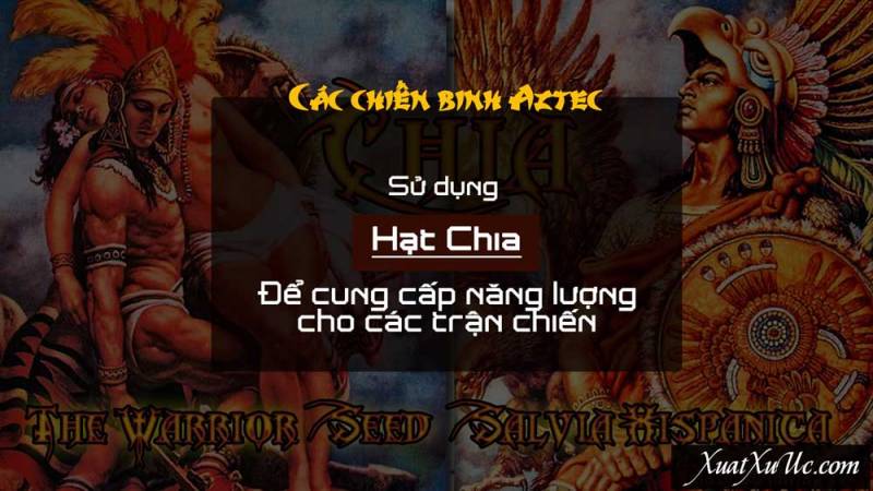Công dụng hạt chia