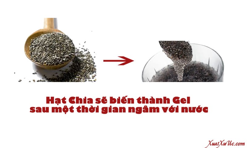 Hạt chia hình thành GEL