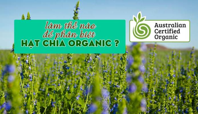 hạt chia organic