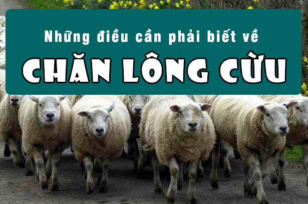 Chăn lông cừu