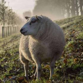 Lông cừu Úc là sản phẩm hoàn toàn từ lông cừu tự nhiên