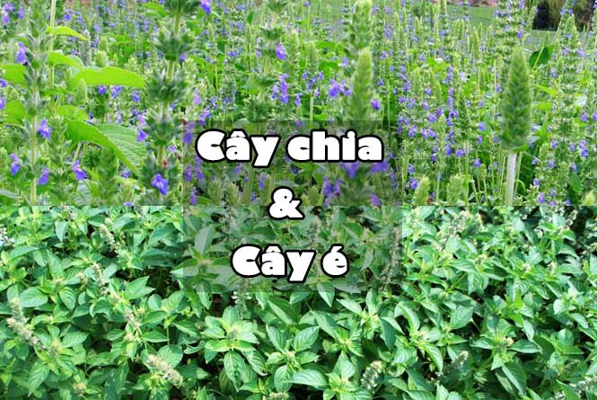 cây-chia-và-cây-é