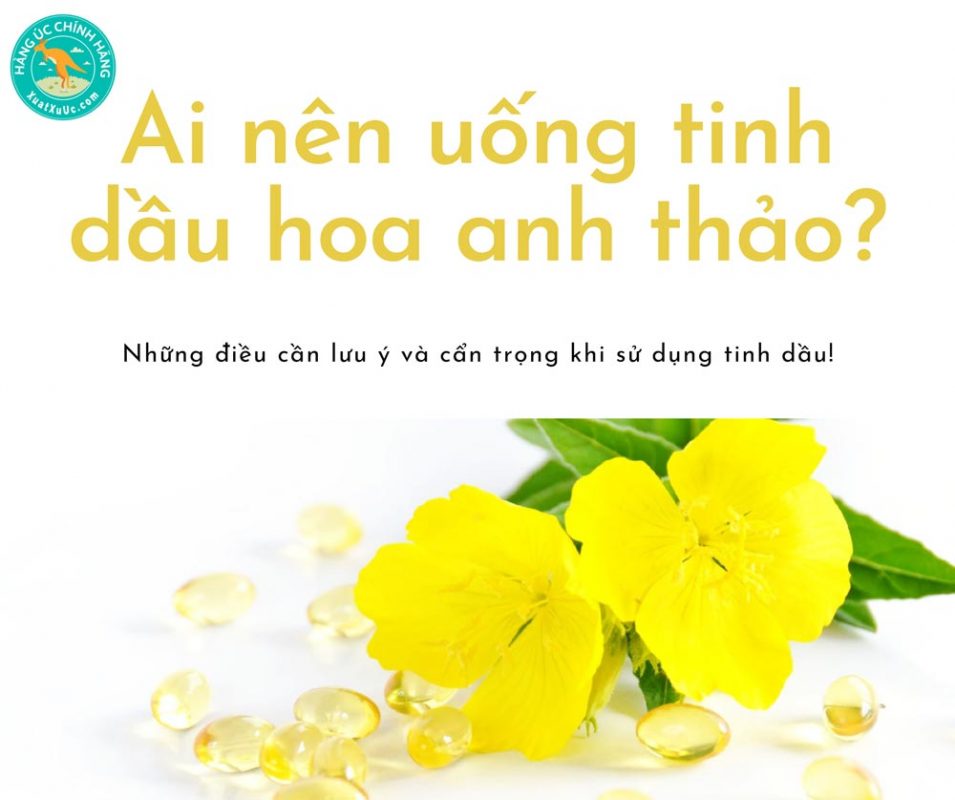 Ai không nên uống tinh dầu hoa anh thảo