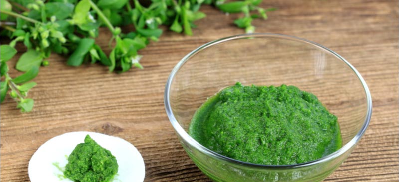 chickweed cỏ tinh thảo